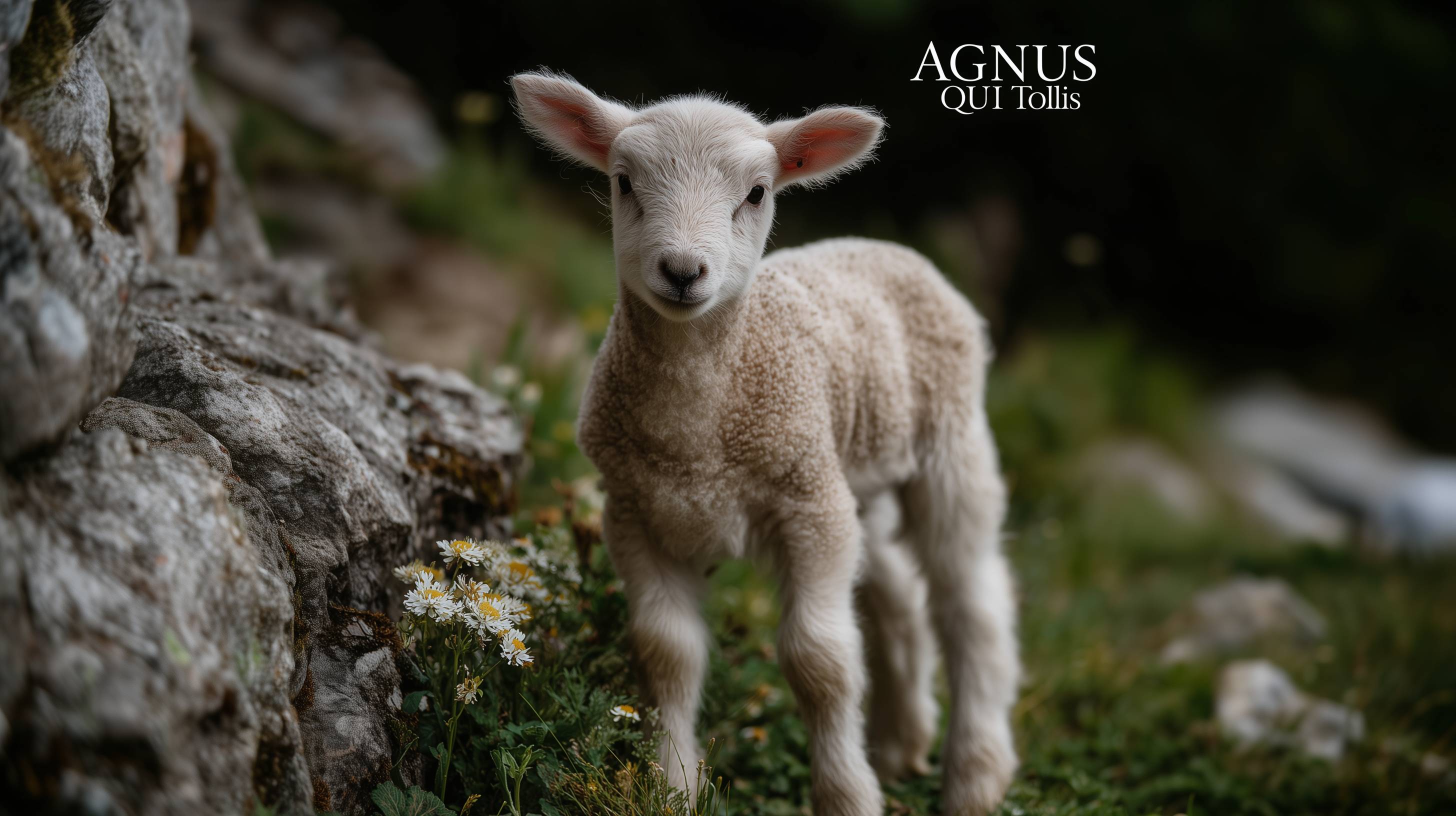 7 Agnus Qui Tollis (Lamb Who Takes Away)